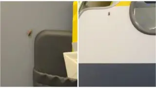 Пассажирка сняла на видео тараканов в салоне самолета