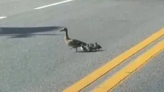 Утка чуть не устроила ДТП в Астане. Видео