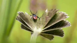“Через год с трудом ходила, а врачи разводили руками“: к чему приводит укус клеща