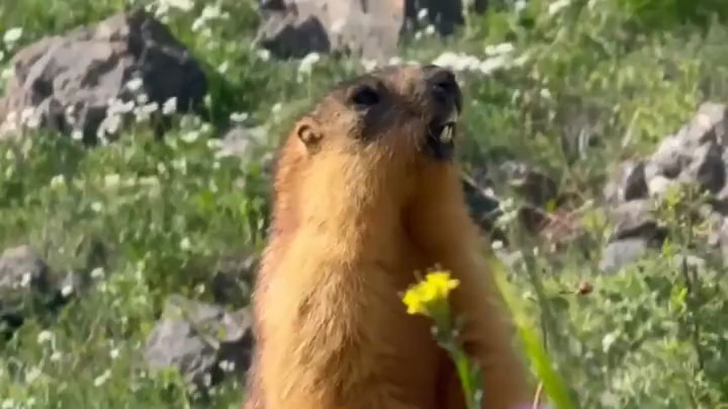 Кадры из видео