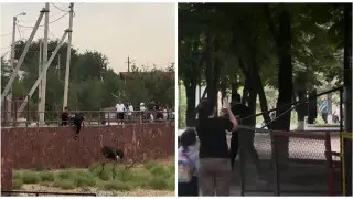 В Шымкенте посетитель пнул страуса: мужчину разыскивают