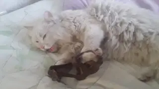 “Мог пострадать ребенок“. Домашний кот попал в капкан во дворе Усть-Каменогорска