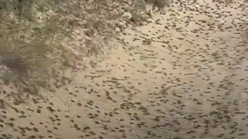 Фрагмент видео