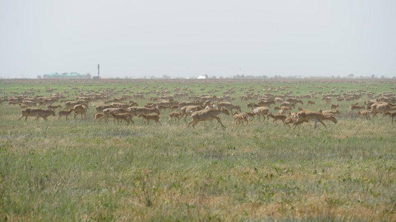Фото ©️ Tengrinews.kz