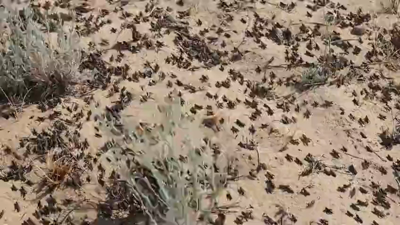 Кадр из видео