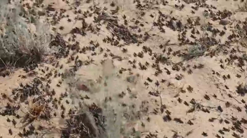 кадр из видео