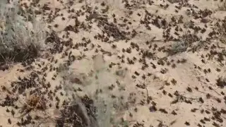 Найден основной очаг концентрации саранчи - Минсельхоз