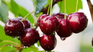 Чем полезна черешня и когда ее лучше брать
