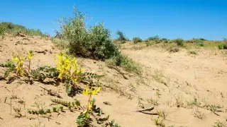 Жара до +40: погода в Казахстане на 5 июня