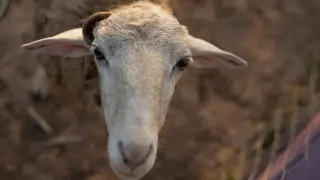 Что творится перед праздником: обзор цен на мясо в Казахстане