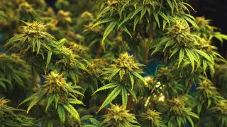 Правительство Казахстана наделят компетенцией определять сорта конопли