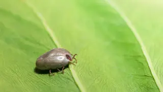 В Турции обнаружен новый вид клеща: он переносит более 30 болезней