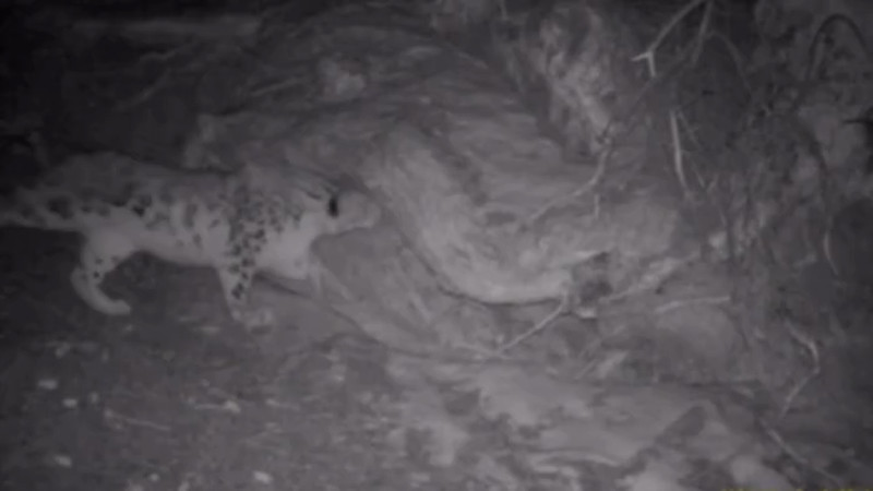 Кадры из видео