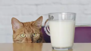 Правда ли, что кошкам нельзя пить молоко