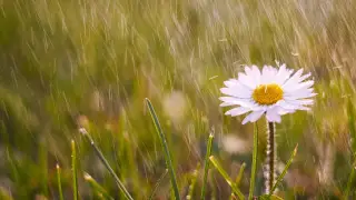 Лето с характером: в Казахстан идут ливни и похолодание