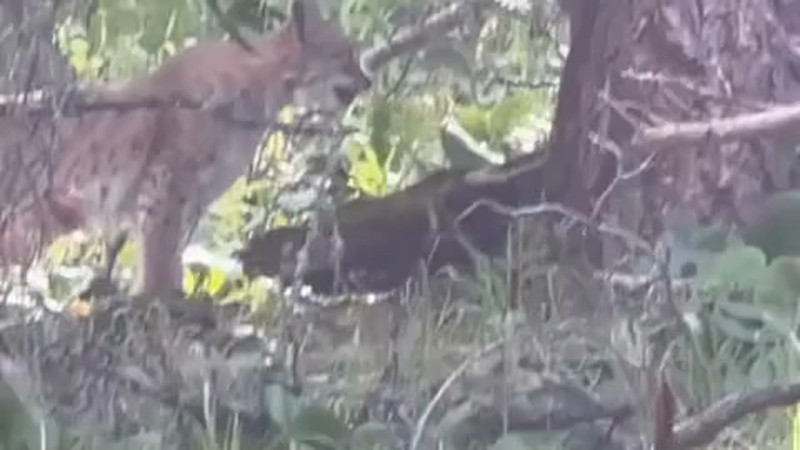 Кадры из видео