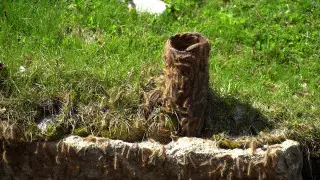 “Размножаются с дикой скоростью“: черные пожиратели уничтожают все в селах ВКО