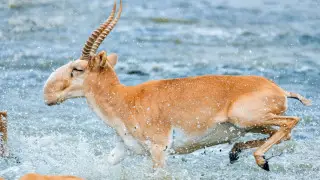 Что будет, если съесть? Мясо сайгака изучили в лаборатории