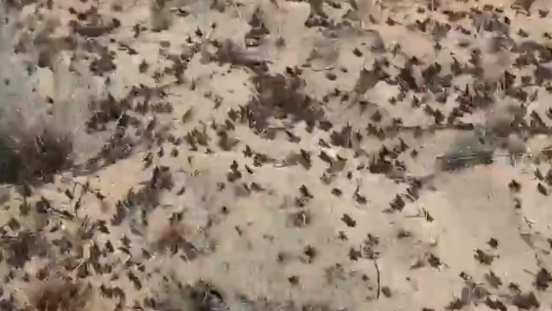 Кадр из видео: instagram.com/diana.alina