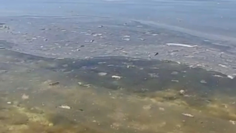 Кадр из видео