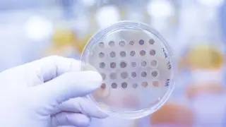 Китайские ученые создали клетки, способные замедлить старение