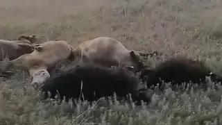 “Падали прямо на ходу“. Загадочную гибель животных расследуют в Карагандинской области