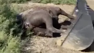 В Атырауской области массово гибнут верблюды - причина до сих пор неизвестна