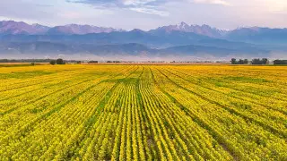 Казахстанец заснял “золотое море“ недалеко от Алматы