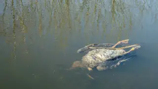 Птицы массово гибнут в природном резервате в Атырауской области