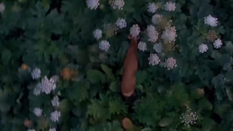 Кадры из видео