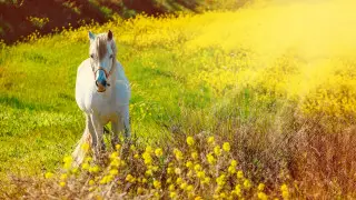 Жара не сдает позиций: где в Казахстане будет особенно душно