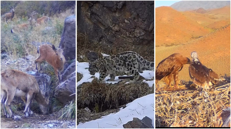 Кадры из видео