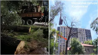 Простояло полвека: вырубка дерева вызвала споры в Алматы