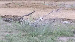 В Караганде не могут найти реестр деревьев за 65 миллионов тенге