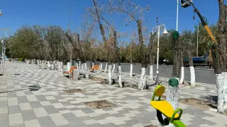 В Кызылорде после реконструкции дороги начали массово гибнуть деревья