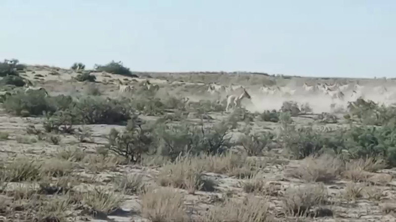 Кадры из видео Instagram @barsakelmes39