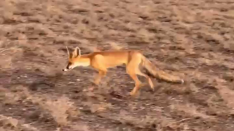 Автор: Наталия Чечулина