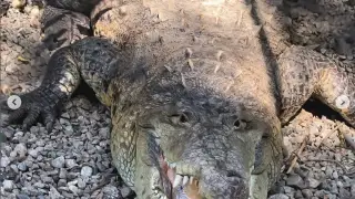 Крокодил Фидель отметил 39-летие в Алматы