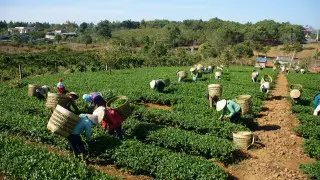 Гольф-клуб Трампа во Вьетнаме: фермерам предлагают горсть риса и долларов за землю