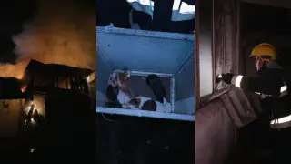 Эпичное видео спасения хомяков и баранов в Алматы появилось в сети