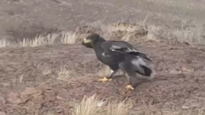 Кадры из видео Instagram/charyn___official