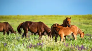 От палящего солнца до ливней: погода в Астане и Алматы