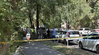 Трагедия из-за упавшей ветки в Алматы: акимат рассказал о состоянии дерева