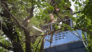 Трагедия из-за упавшей ветки в Алматы: акимат начал обрезку деревьев на Ади Шарипова