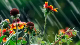 Циклон накроет Казахстан: где ждать ливни и похолодание