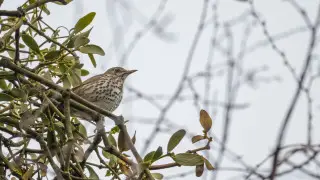 Резкое похолодание до 5 градусов ожидается в Казахстане