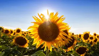 40-градусная жара и ясное небо: Казахстан накроет антициклон