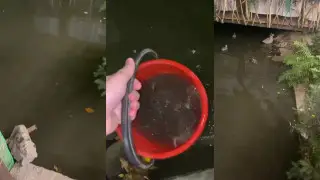 Чёрная вода, рыба умирает: канализационные воды попали в Большую Алматинку