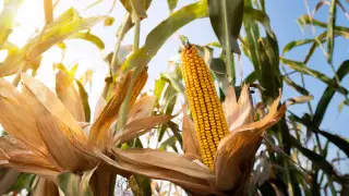 Жара держится, несмотря на осень: грозы, ветер и до +38 по Казахстану