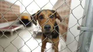 Жизнь животных “поставят на таймер“ в Казахстане: зоозащитники протестуют